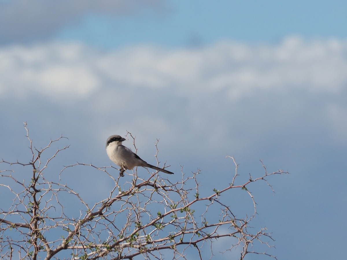 Great Gray Shrike - ML620374147