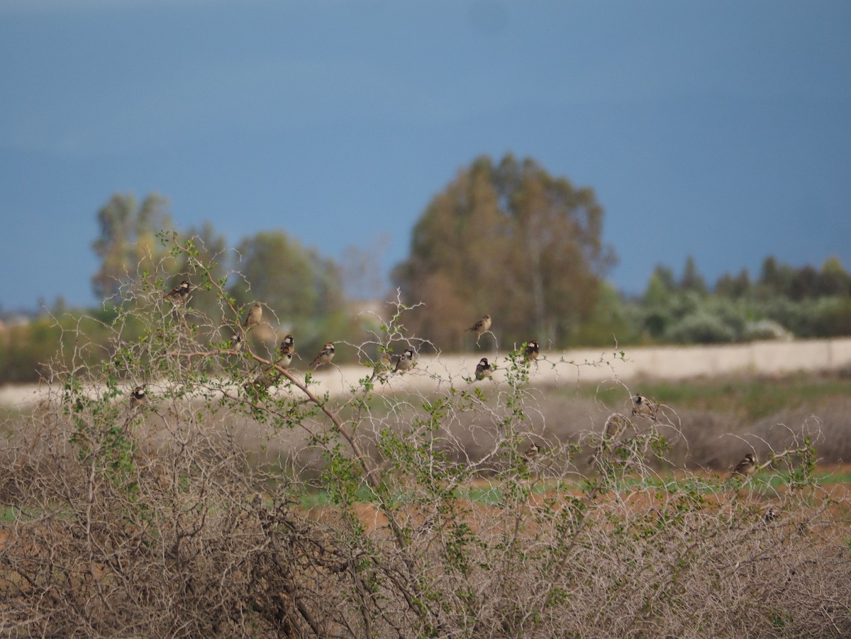 Spanish Sparrow - ML620374152