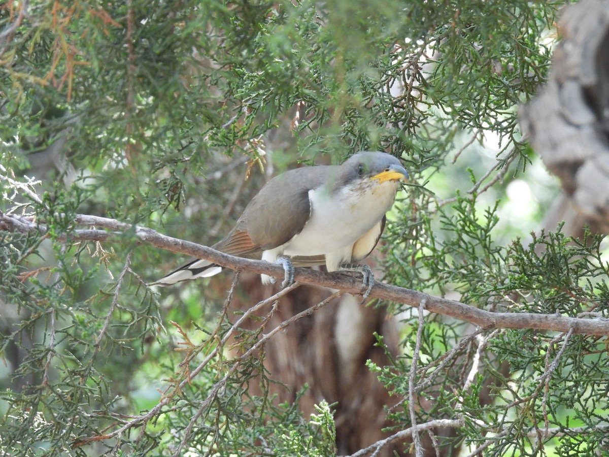 Yellow-billed Cuckoo - ML620374161