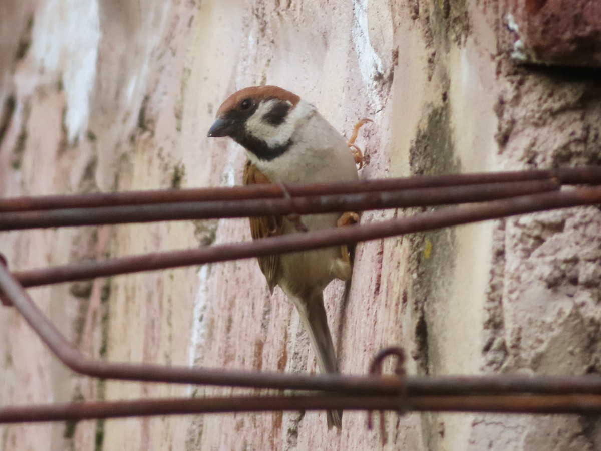 Eurasian Tree Sparrow - ML620374162