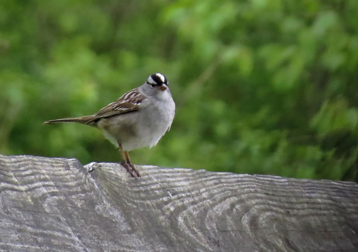White-crowned Sparrow - ML620374166
