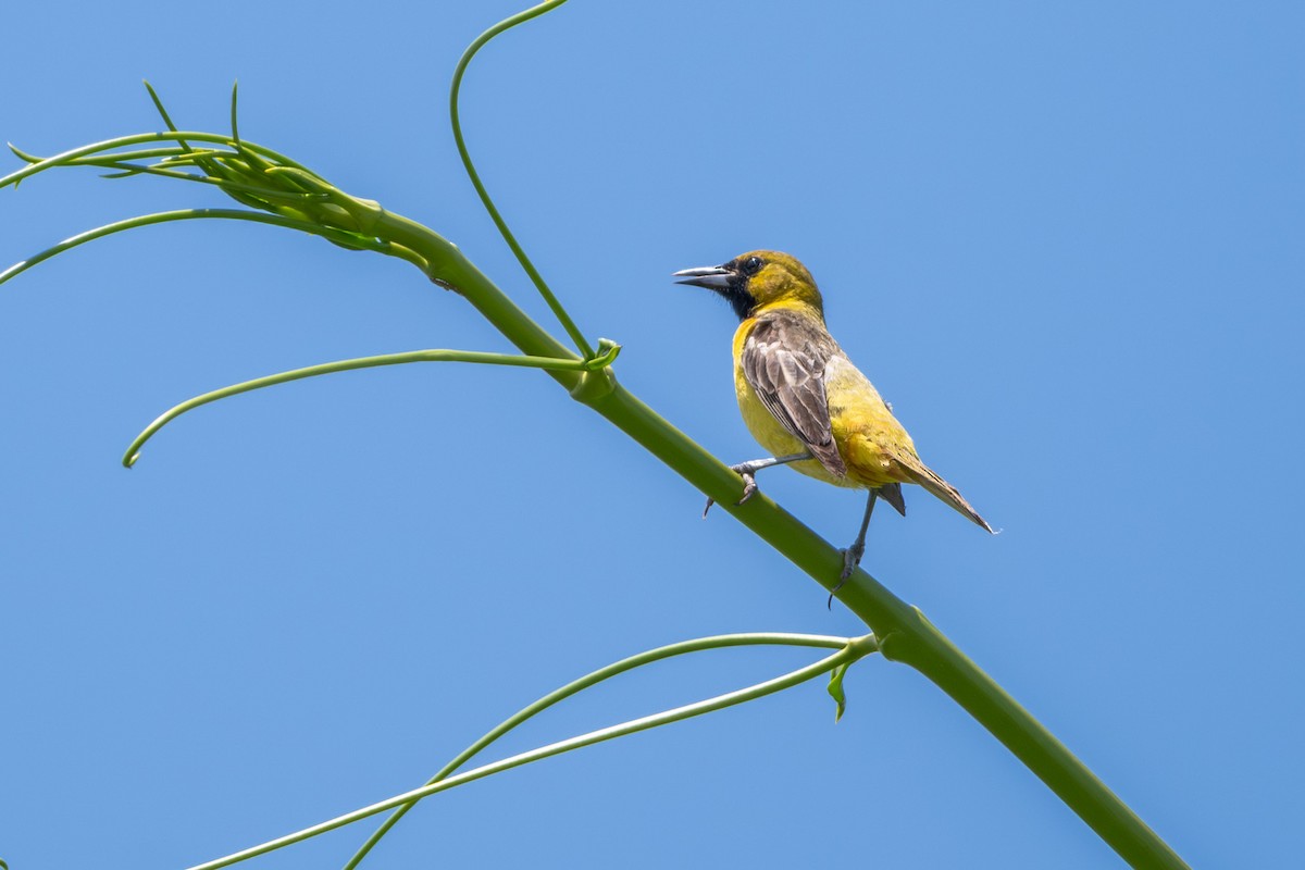 Orchard Oriole - ML620374178