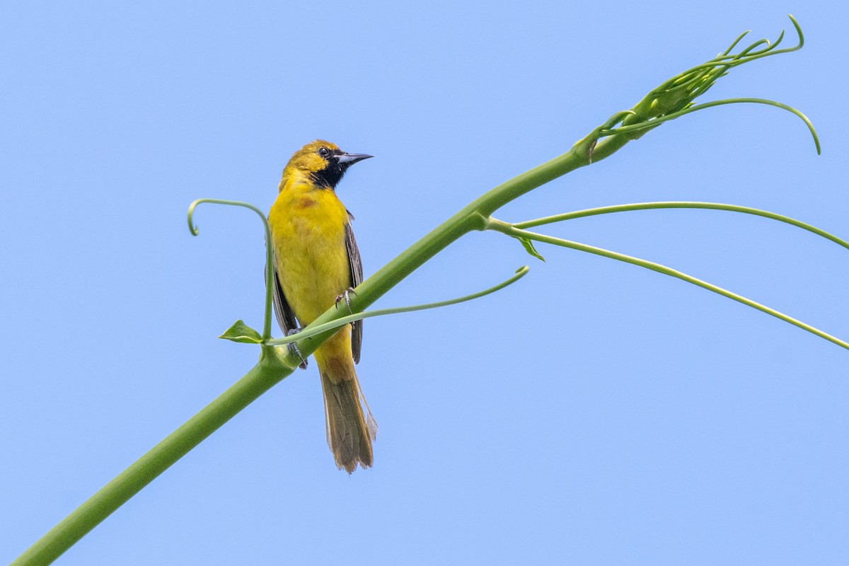 Orchard Oriole - ML620374179