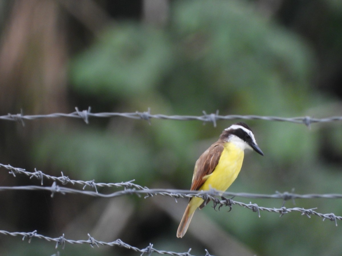 Great Kiskadee - ML620374190