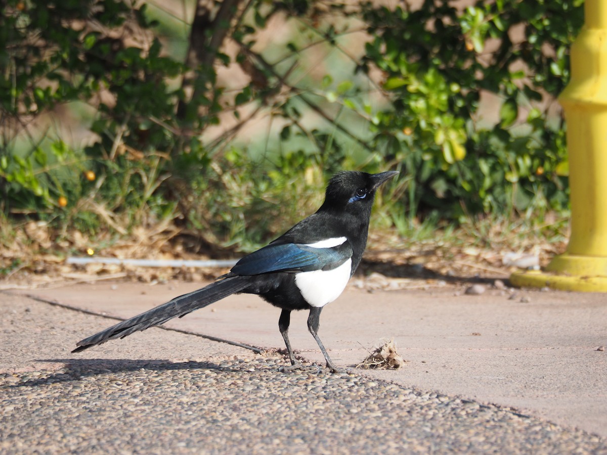 Maghreb Magpie - ML620374199