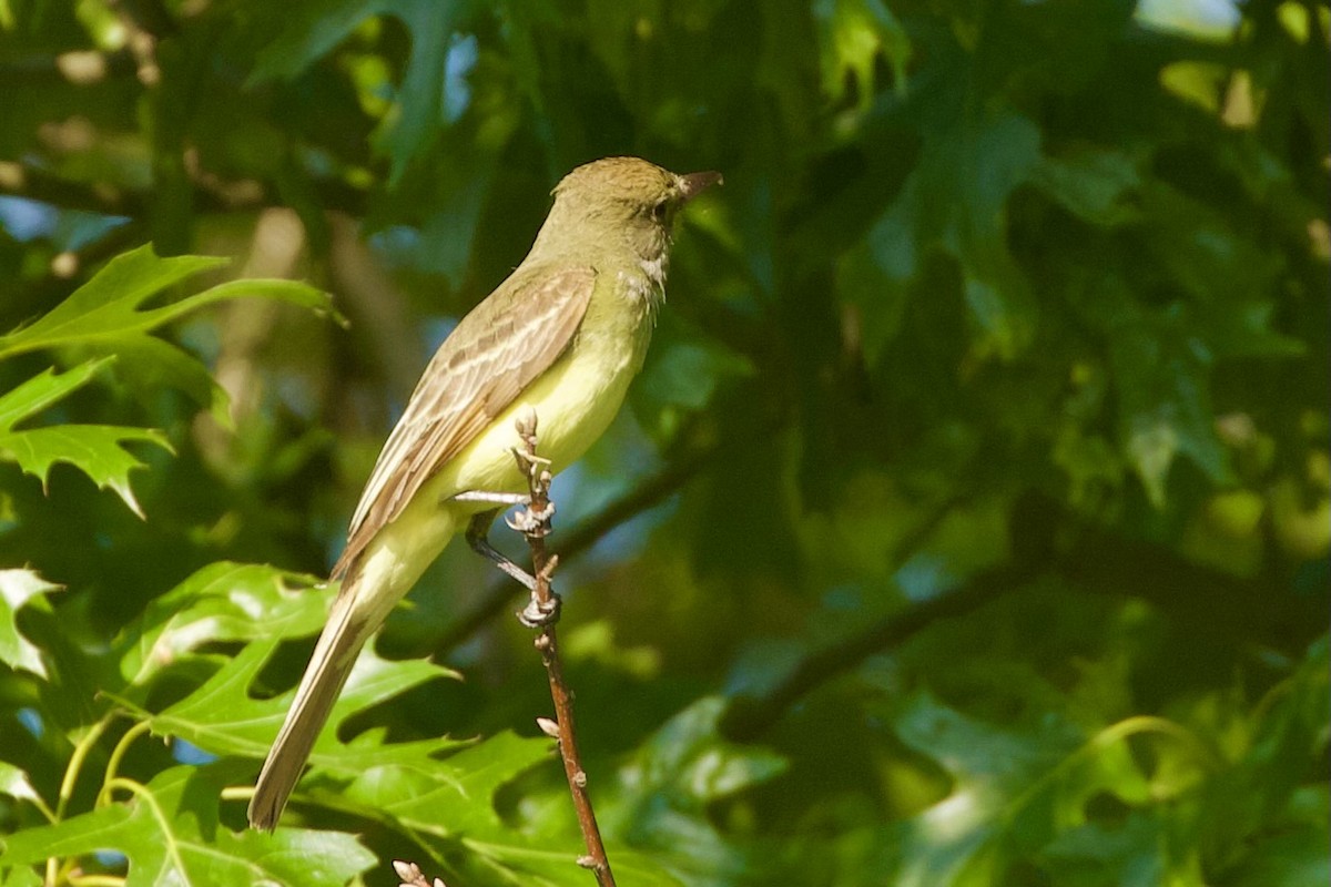 Great Crested Flycatcher - ML620374202