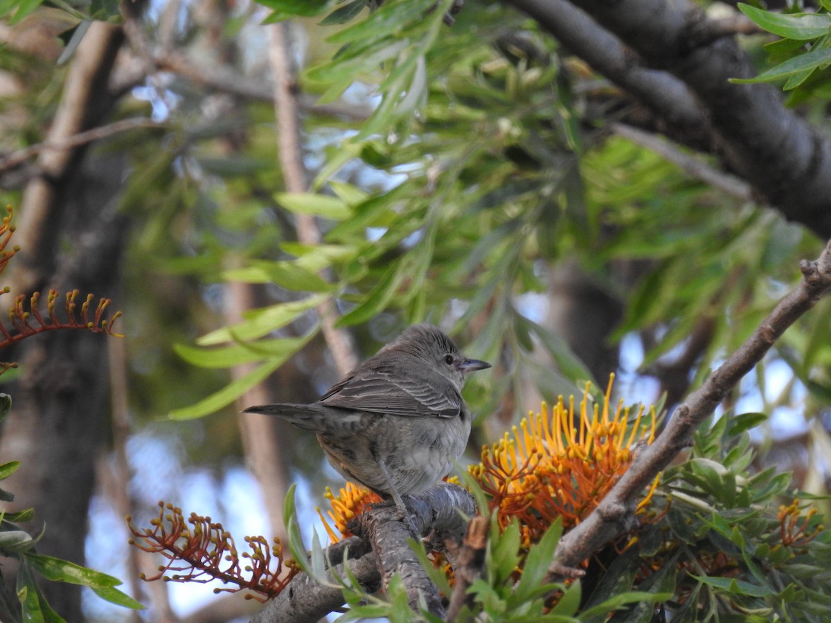 Barred Warbler - ML620374205