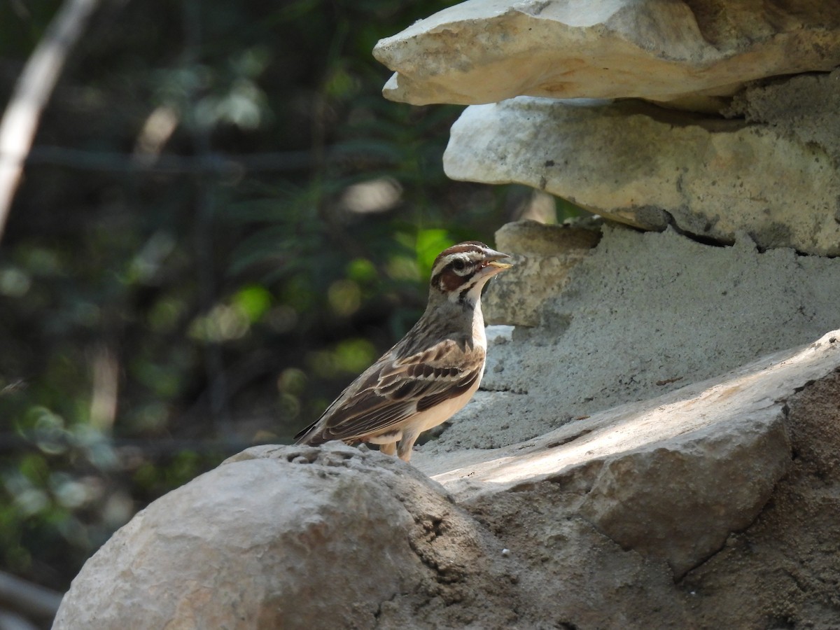 Lark Sparrow - ML620374211