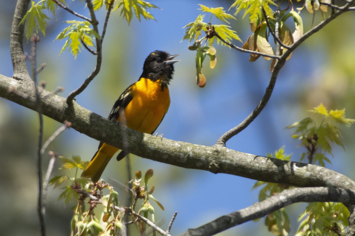 Baltimore Oriole - ML620374243