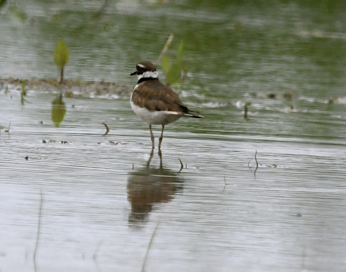 Killdeer - ML620374250