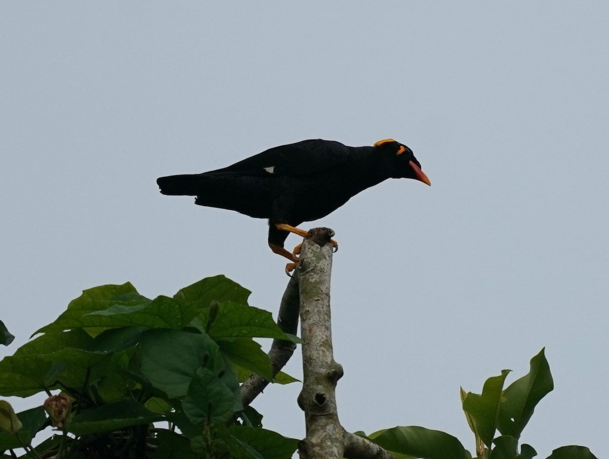 Common Hill Myna - ML620374263