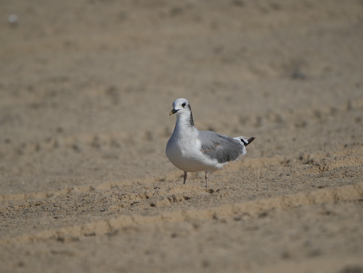 Sabine's Gull - ML620374283