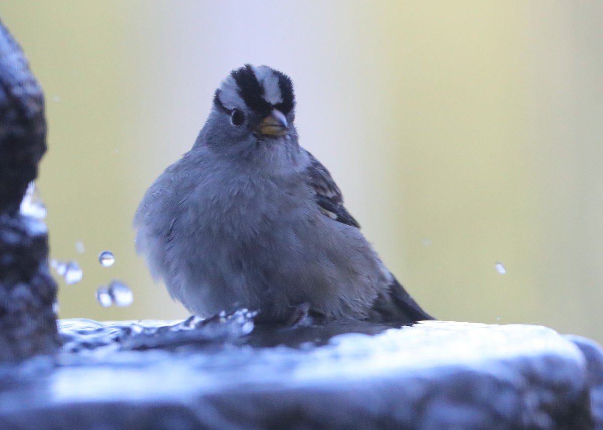 White-crowned Sparrow - ML620374292