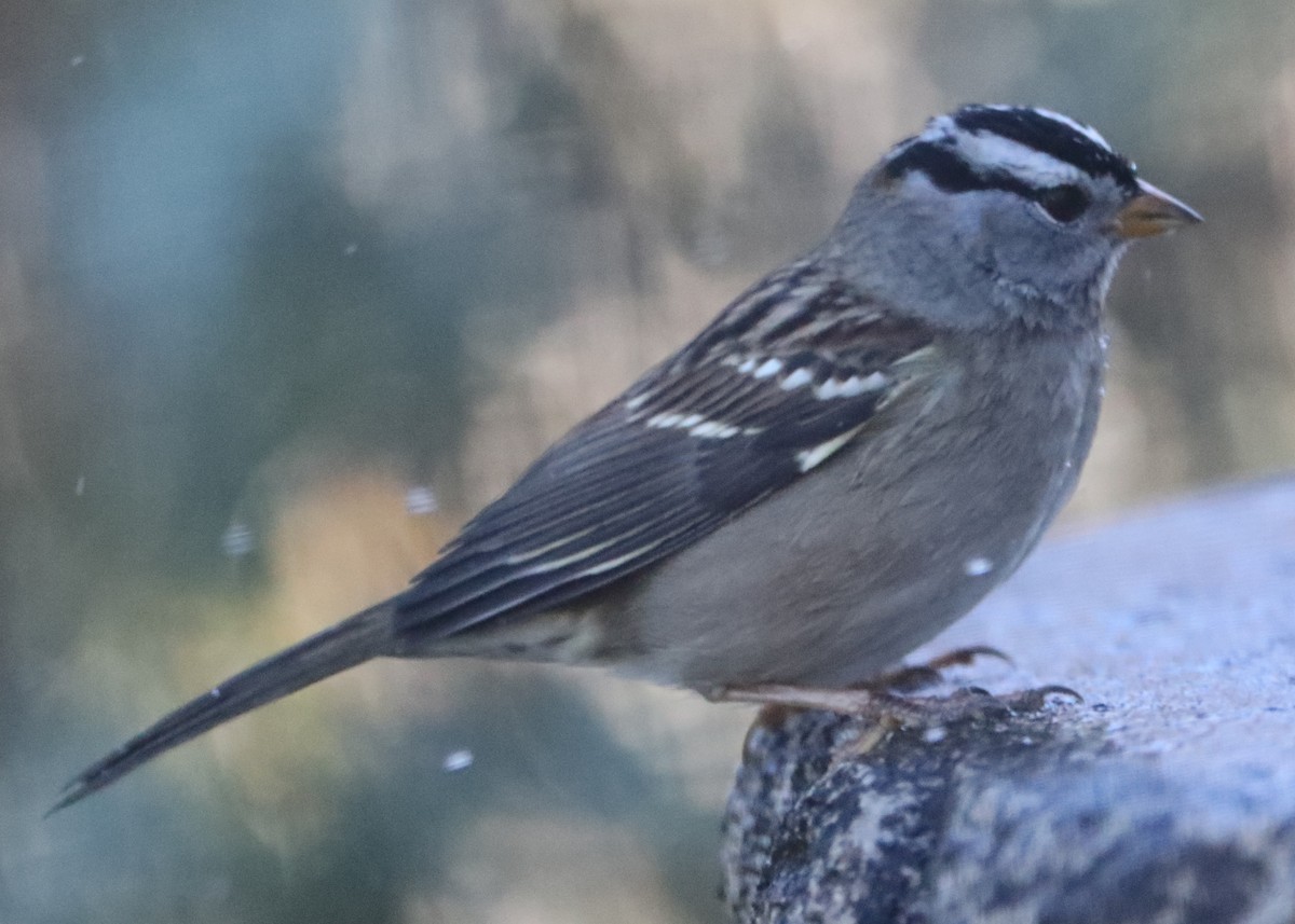 White-crowned Sparrow - ML620374293