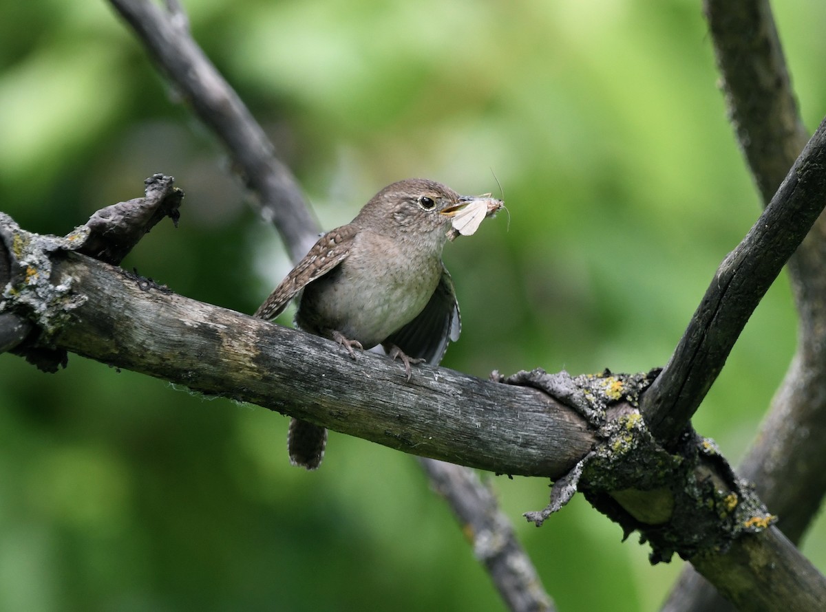 House Wren - ML620374300