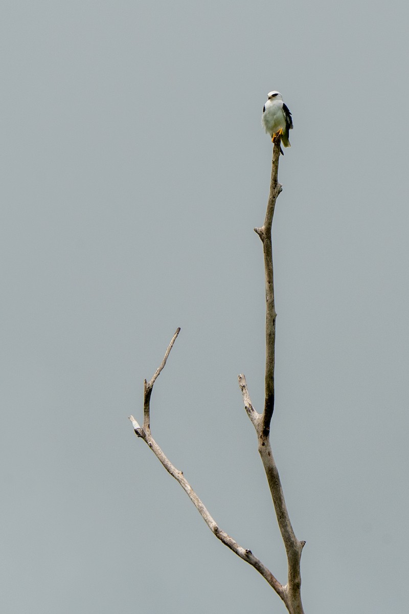 White-tailed Kite - ML620374310
