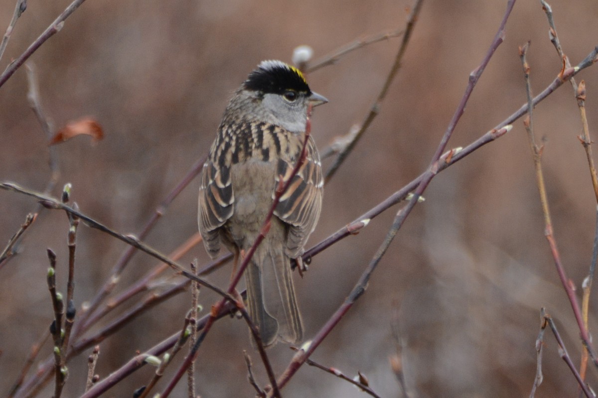 Golden-crowned Sparrow - ML620374312