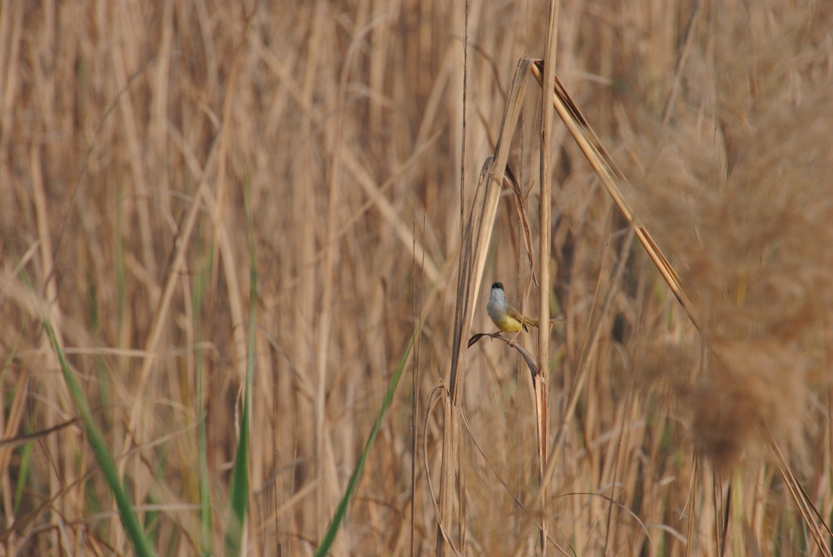 Yellow-bellied Prinia - ML620374316