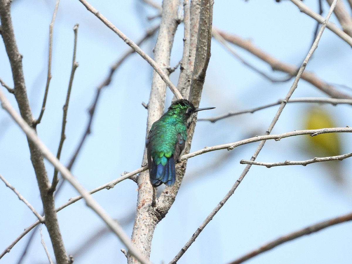 kolibřík modroocasý - ML620374320
