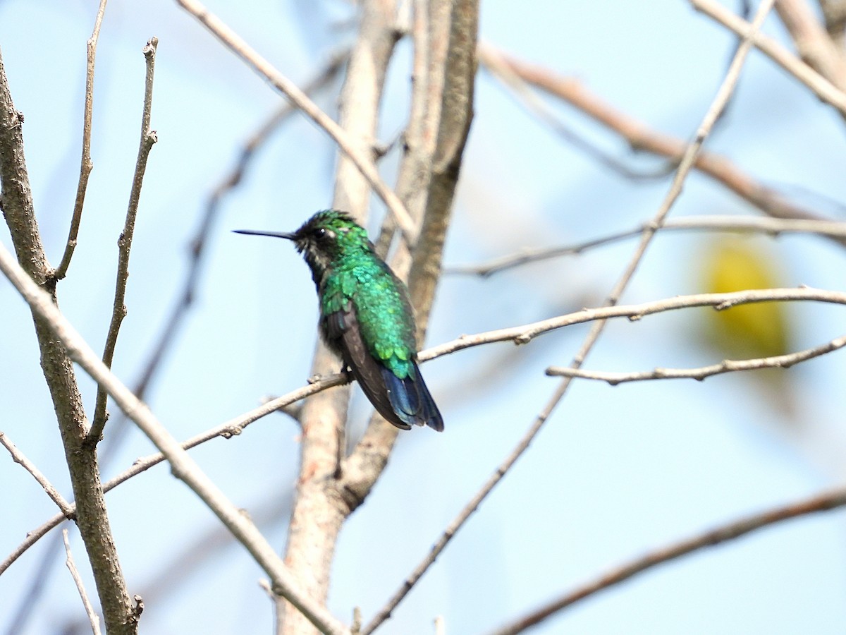 kolibřík modroocasý - ML620374321