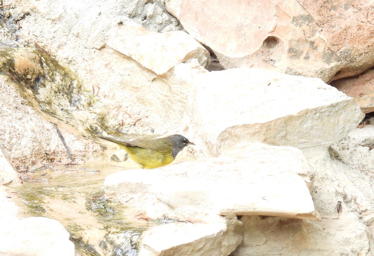 MacGillivray's Warbler - ML620374323