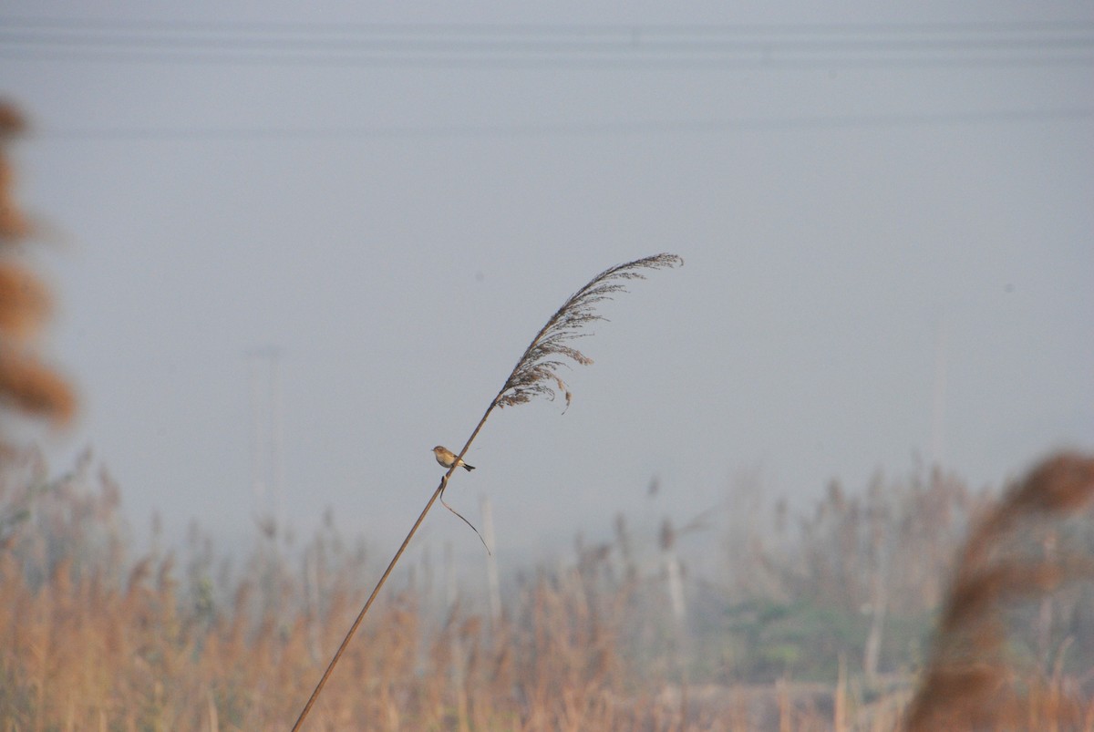 Paddyfield Warbler - ML620374333