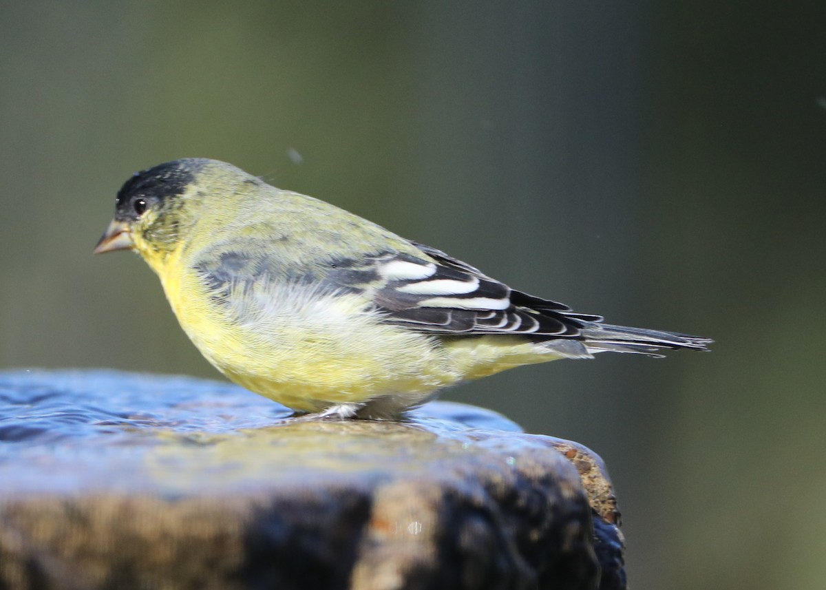 Lesser Goldfinch - ML620374335