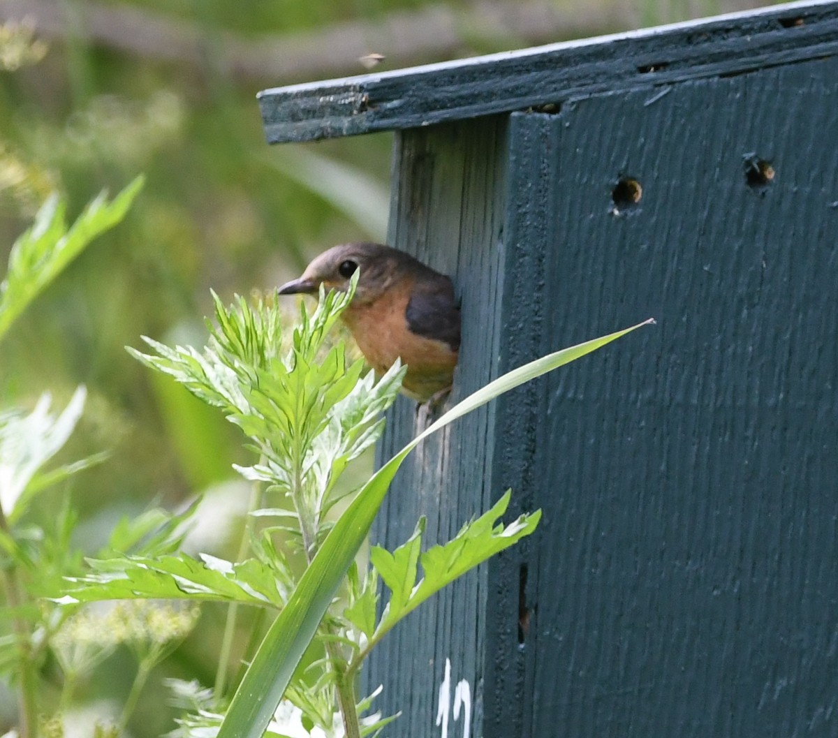 Eastern Bluebird - ML620374342