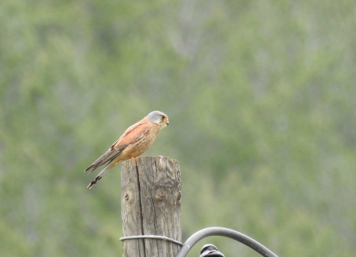 Lesser Kestrel - ML620374345