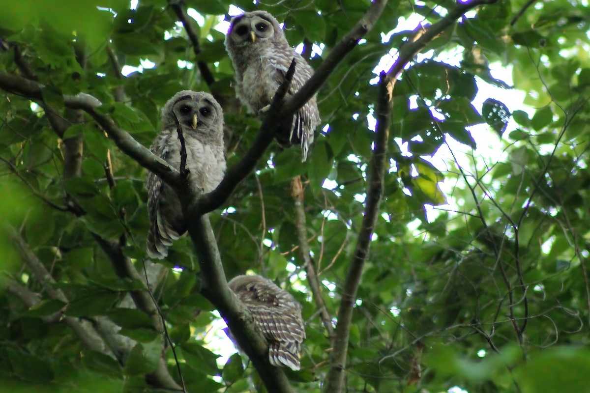 Barred Owl - ML620374347