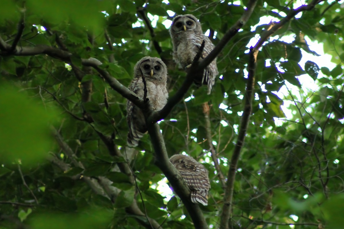 Barred Owl - ML620374348