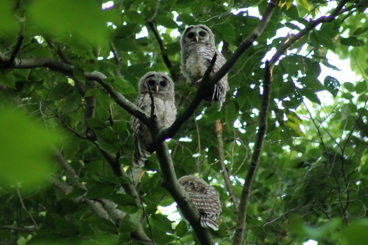 Barred Owl - ML620374349