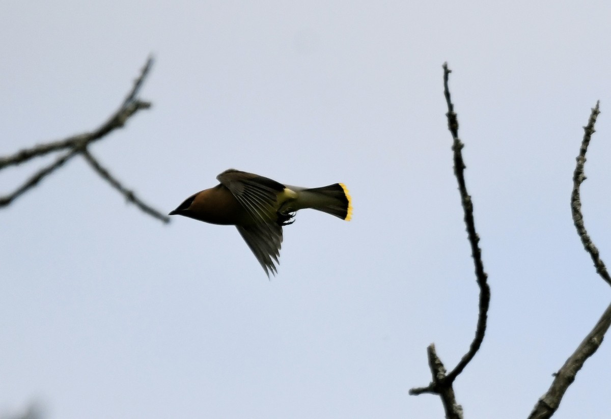 Cedar Waxwing - ML620374358