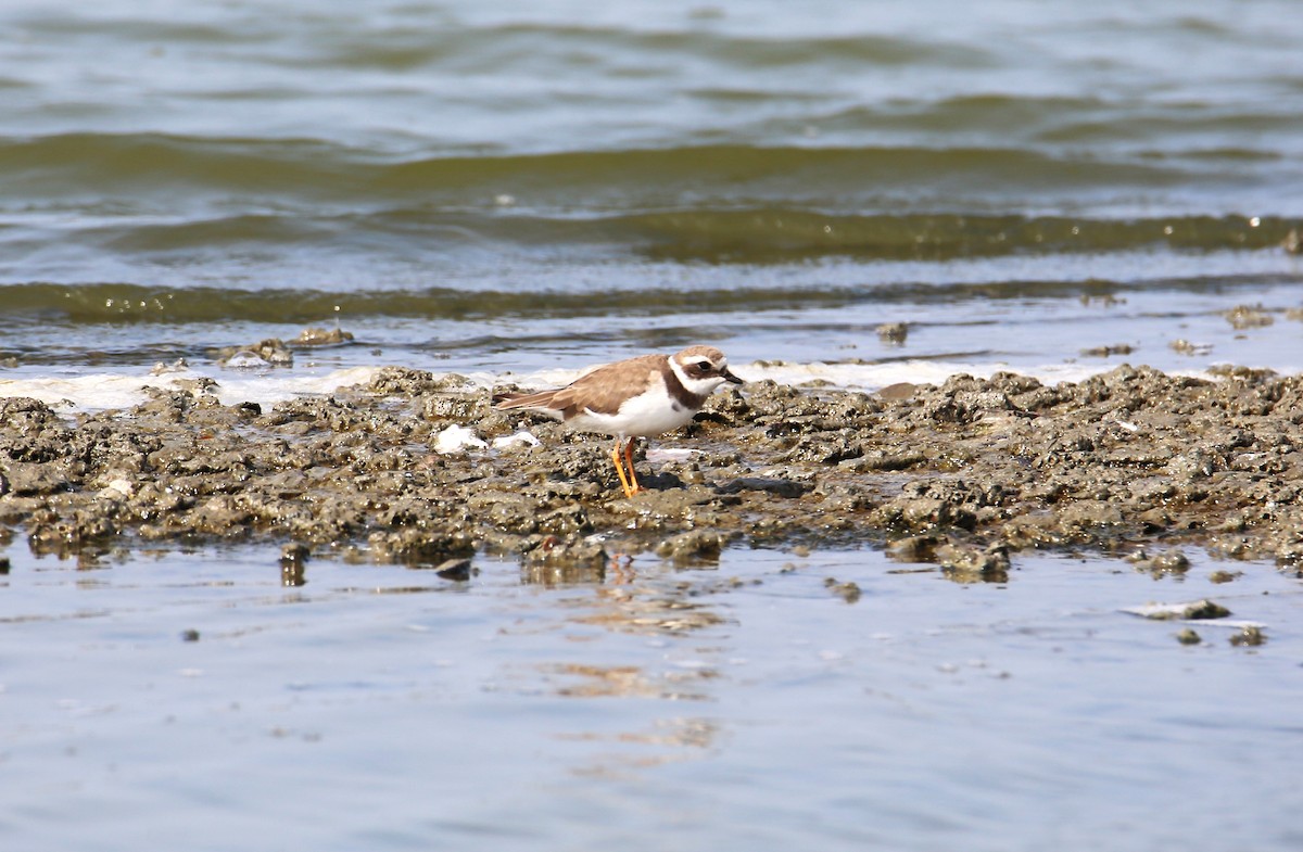 Common Ringed Plover - ML620374374