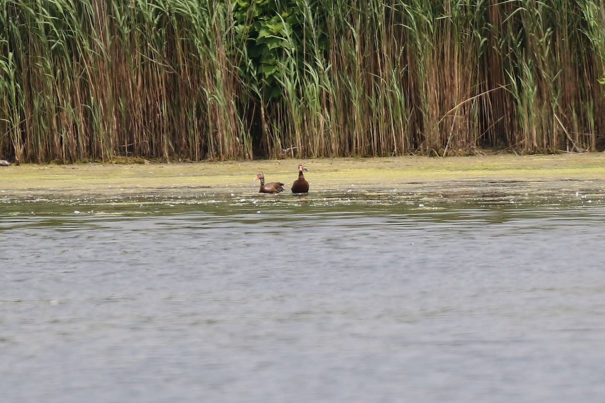 Black-bellied Whistling-Duck - ML620374377