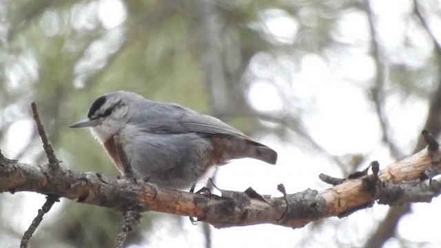 Krüper's Nuthatch - ML620374382