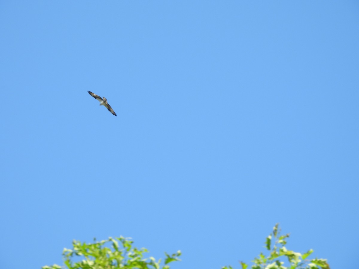 Águila Pescadora - ML620374392