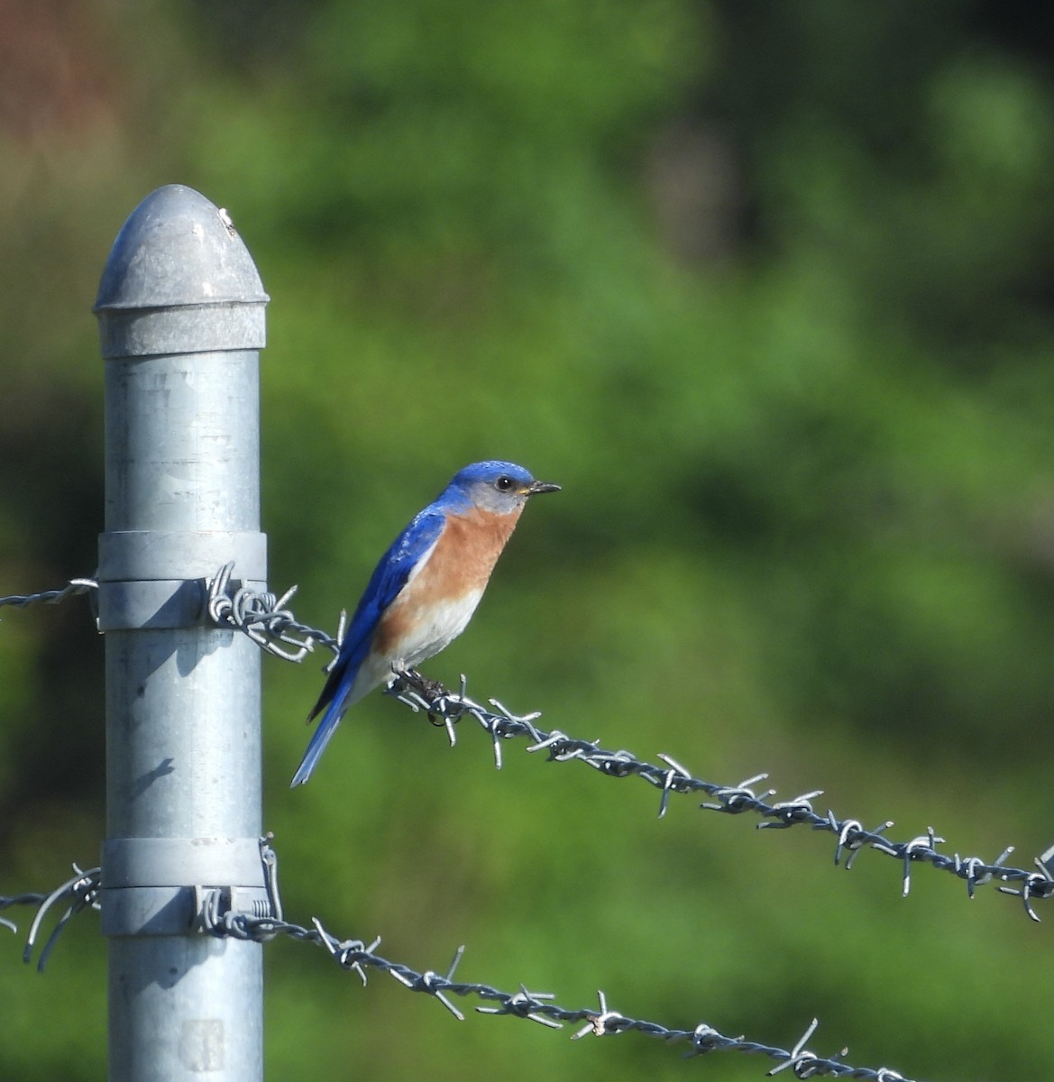 Eastern Bluebird - ML620374398