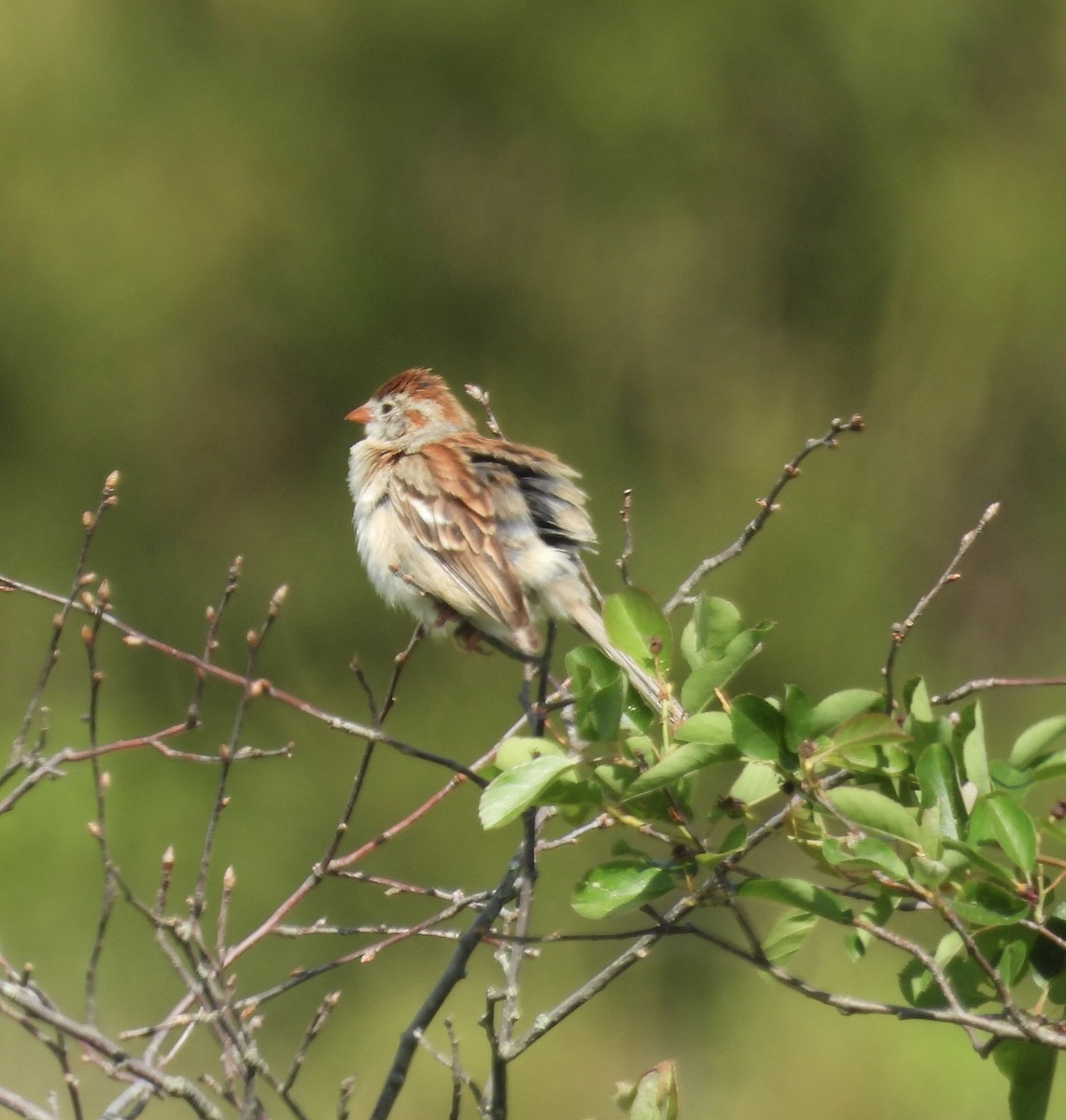 Field Sparrow - ML620374404