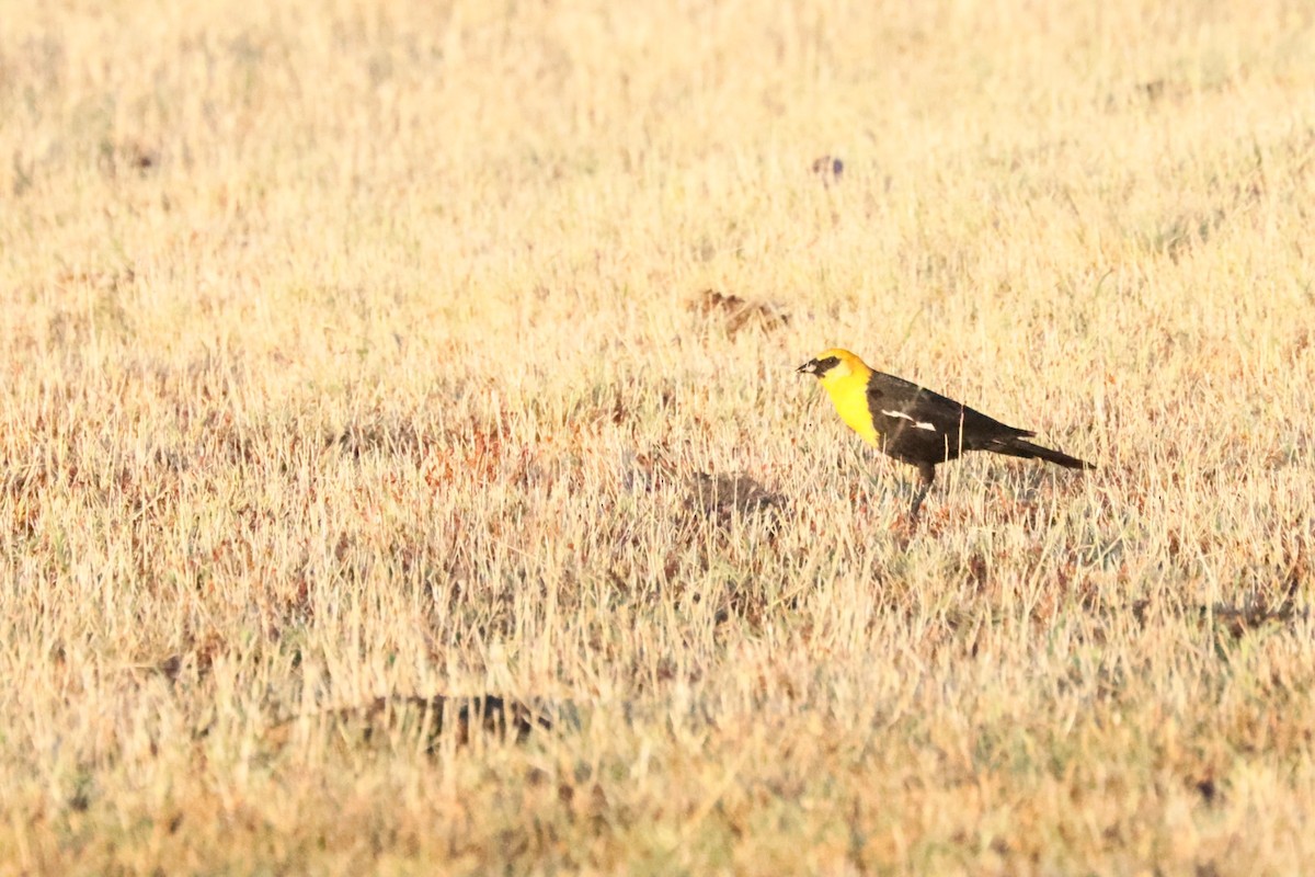 Yellow-headed Blackbird - ML620374405