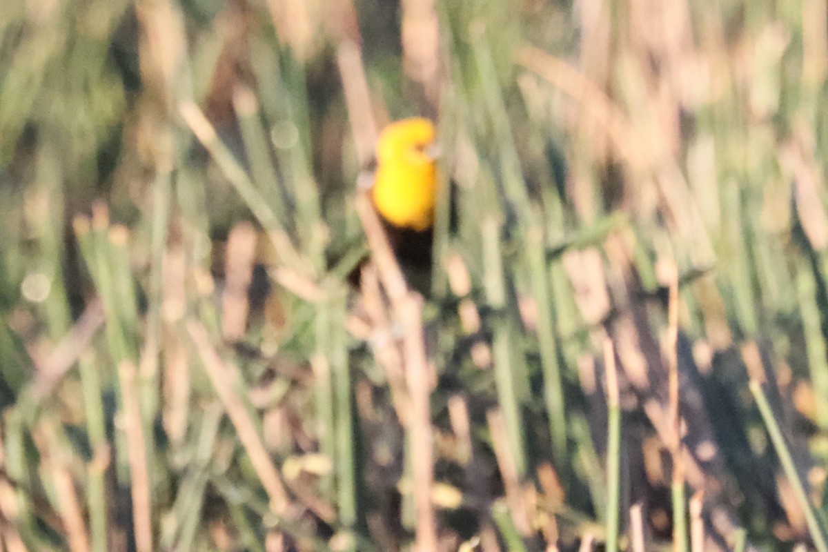 Yellow-headed Blackbird - ML620374406