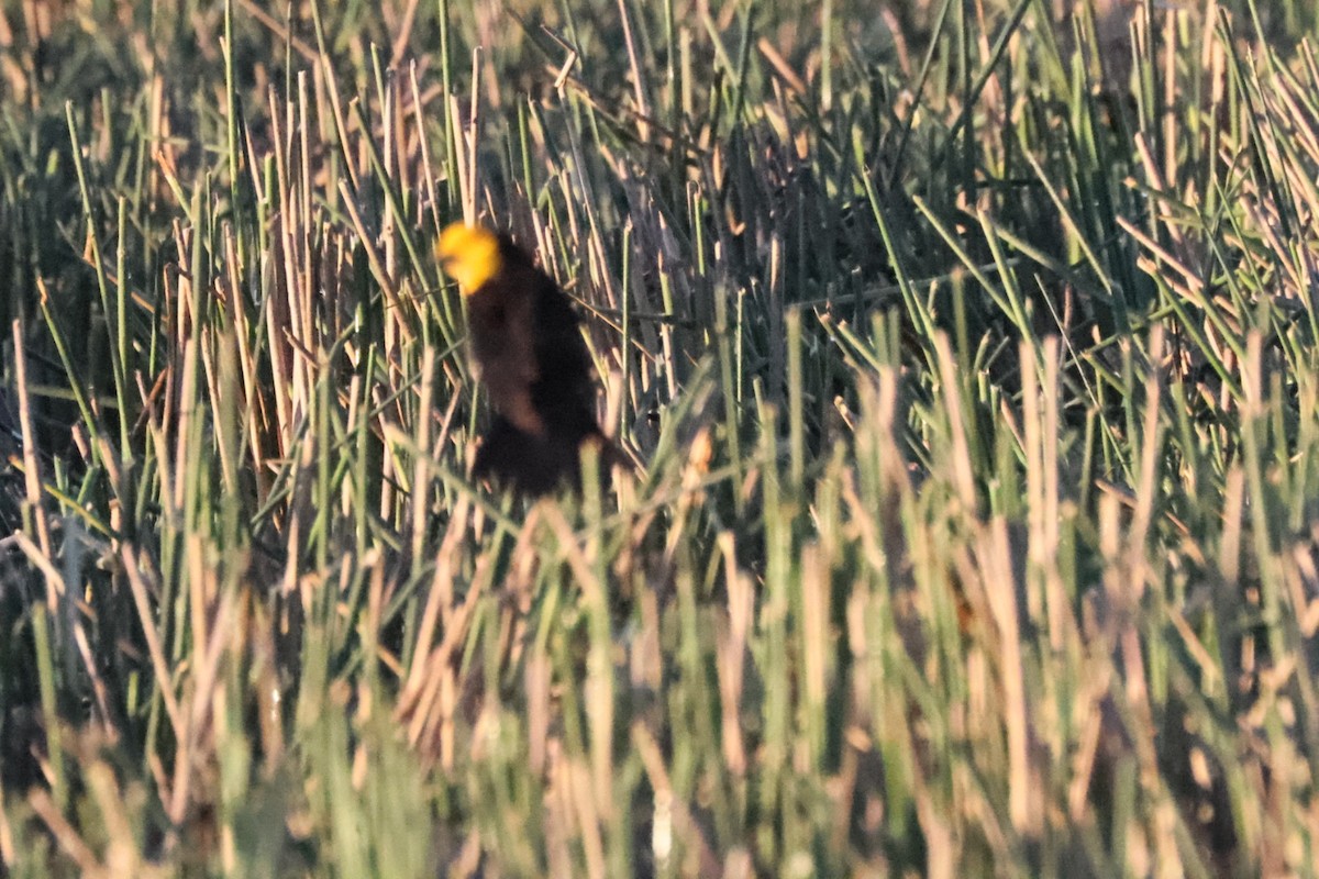 Yellow-headed Blackbird - ML620374407