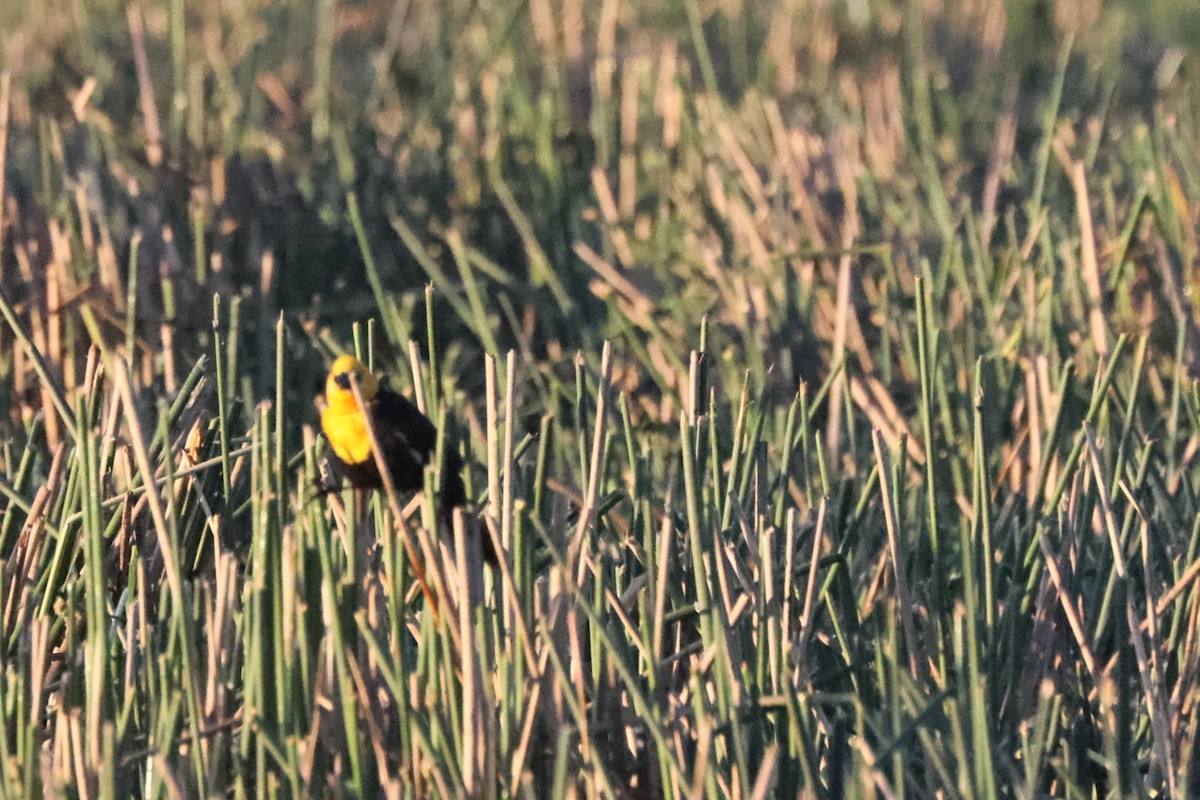 Yellow-headed Blackbird - ML620374408