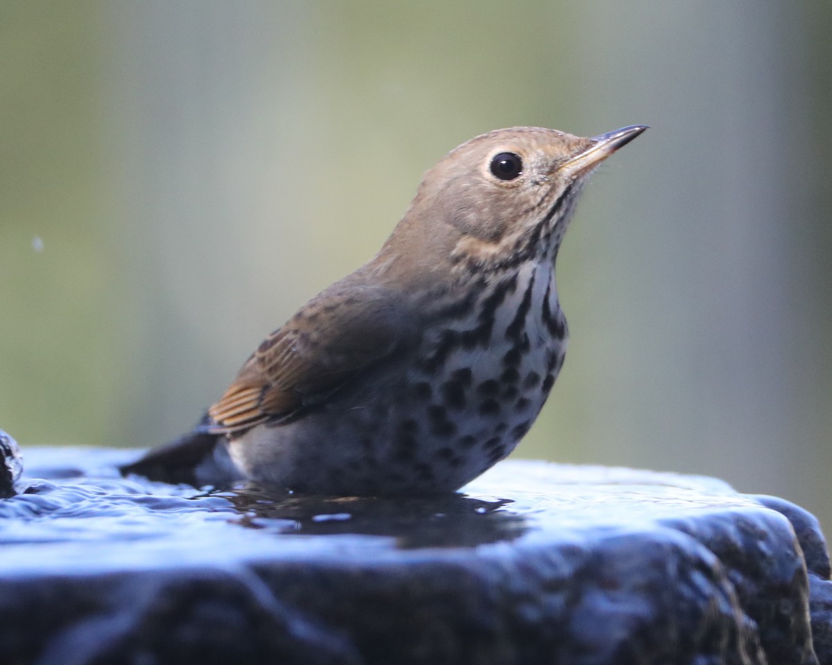 Hermit Thrush - ML620374419