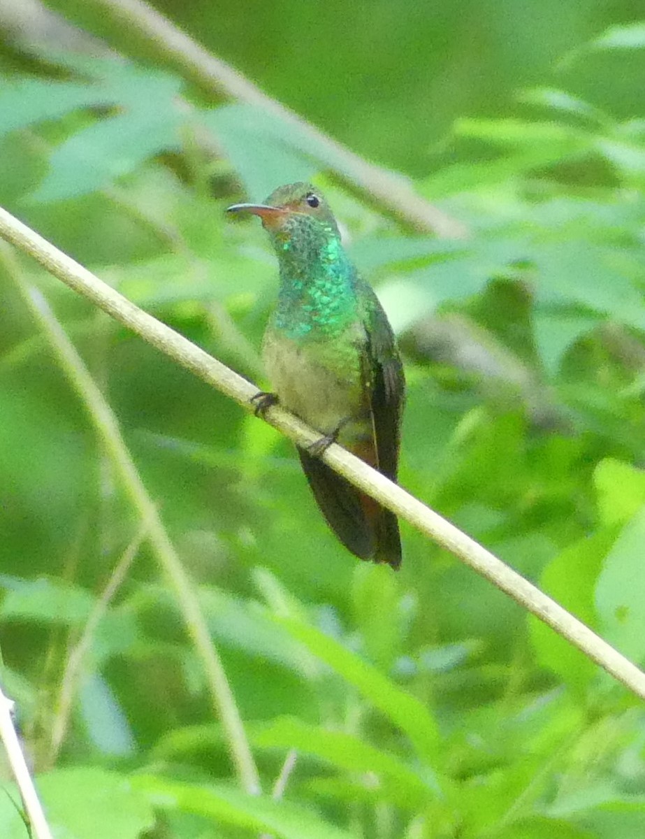 Rufous-tailed Hummingbird - ML620374424