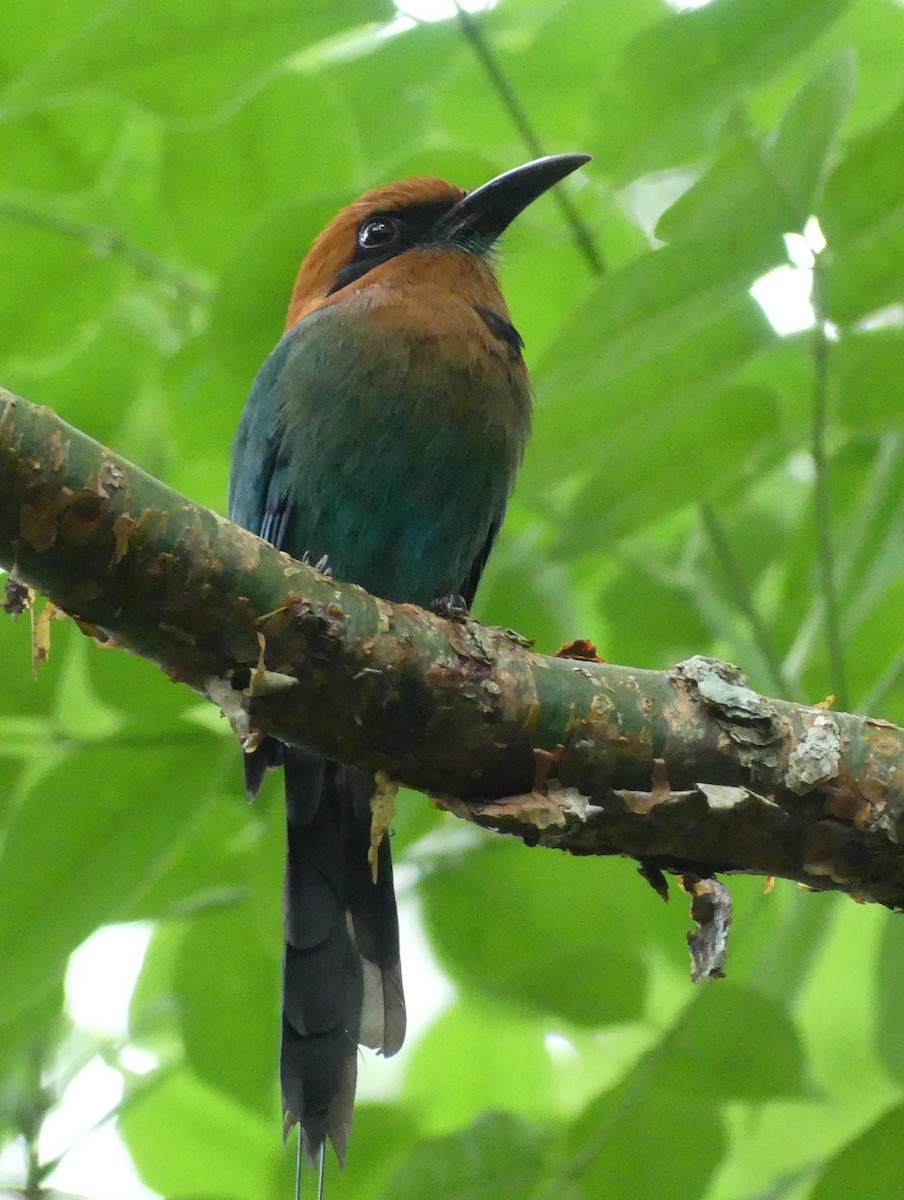 Plattschnabelmotmot - ML620374437