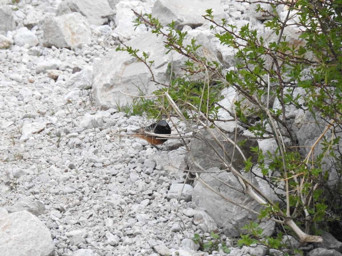 Black Redstart (Eastern) - ML620374443