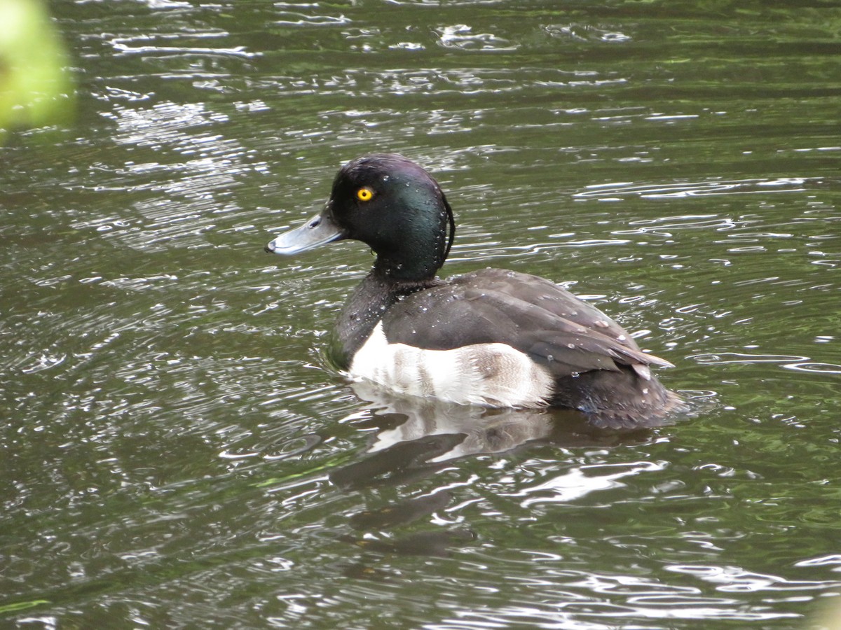 Tufted Duck - ML620374445