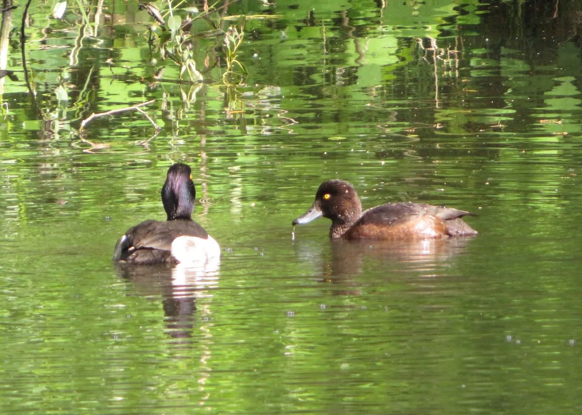 Tufted Duck - ML620374446