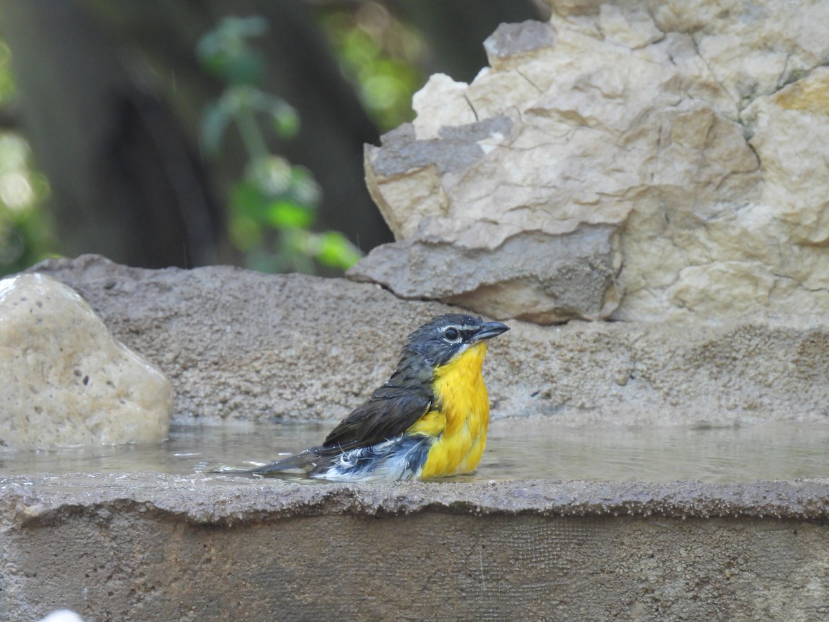 Yellow-breasted Chat - ML620374450